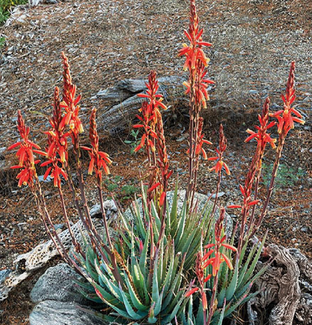 Plant of the Month